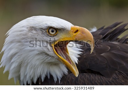 Close-up portrait of a bald eagle looking to the right with an open beak