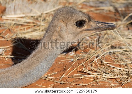 Ostrich chicken head closeup. Seen during safari tour at Namibia, Africa.