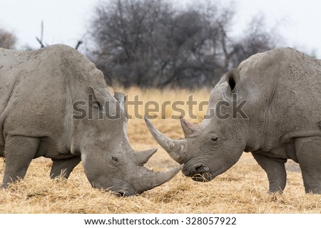 Couple of Rhinoceros. Seen and shot on self drive safari tour through several natural parks at namibia, africa.