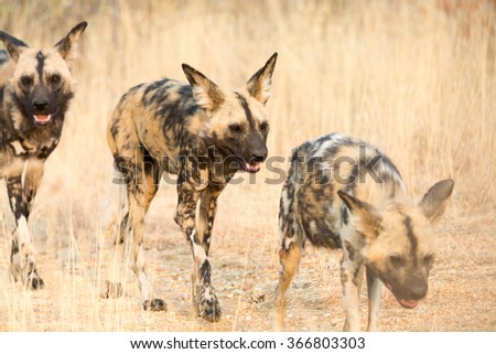 three african wild dogs walking through high grass. namibia, africa.