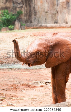 baby elephant standing between the big legs of her mother