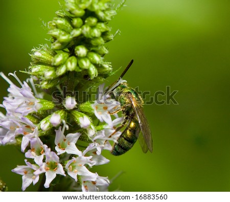 Green bee on mint flower