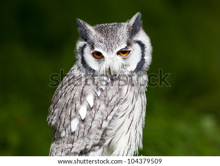 Grey owl perched with green blurred background