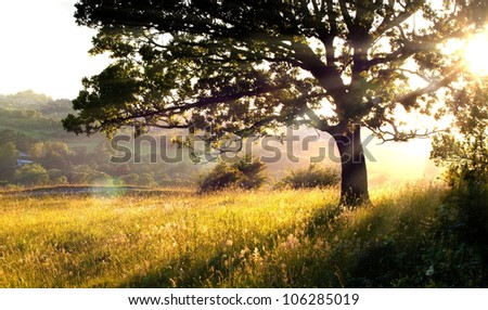 Long grass and tree in morning light