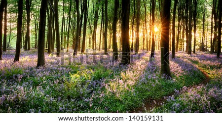 Path Through Purple Bluebell Woods In Early Morning Sunrise