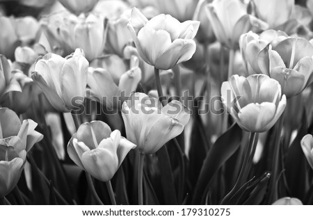 Tulips in spring close up black and white