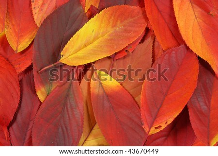 Red autumn leaves pile closeup