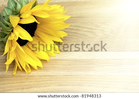 Fresh cut flower laying on a wooden table in sunlight