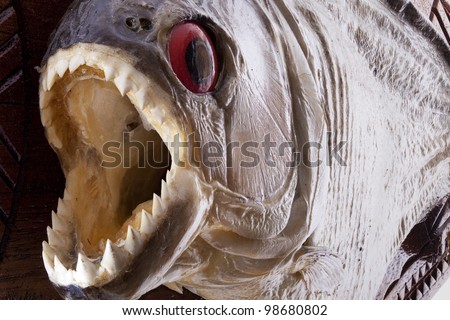 Piranha fish close up with mouth wide open