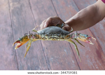 Crab,Crab on hand,on wooden background/selective focus,seafood
