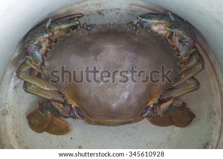 Big Crab /selective focus