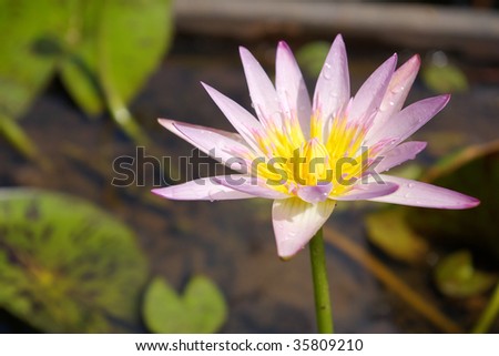 Close-up shot of a lotus bloom