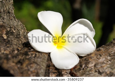 Glorious frangipani or plumeria flowers,
