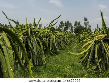 Orchard with adult dragon fruit or pitaya plants. A mass of green cactus ears stick in the air or hang from the pole.
