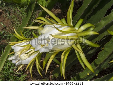 The white flower of the pitay plant aka dragon fruit. A one day blooming white flower will develop into a pink dragon fruit when at night moths and bats pollinate it.