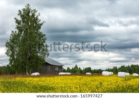 The hay is rolled up on a field of wildflowers. Hay captured in white plastic rolls will stay on the field until needed. A field of yellow wildflowers with a barn half hidden behind a tree.