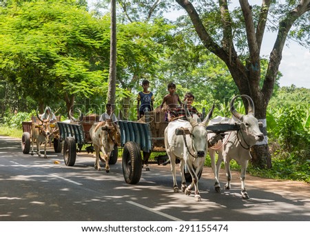 Thanjavur, India - October 13, 2013: Three carts, loaded with river sand, are pulled by large-horned oxen on a shaded road. Men and boys sit on the carts.