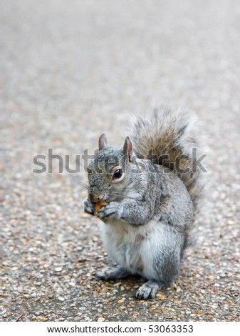 Grey squirrel, chipmunk eating nut
