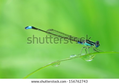 damselfly stays on the grass with water drop ,close up insects