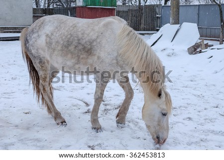 White Horse in the snow on the yard