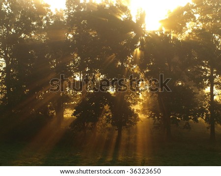 Sun Star through the Tree