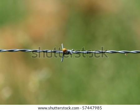 Lady Bug on Barbed Wire