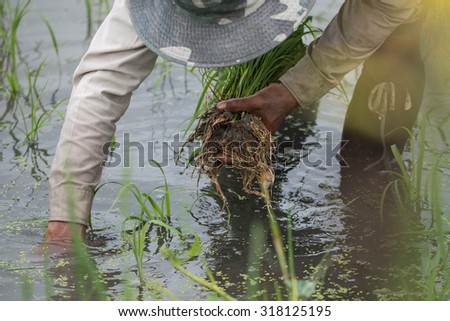 Thai farmer planting rice in field.