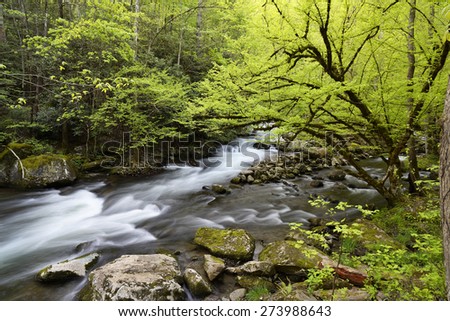 A fast flowing stream cuts through the woods in the Smoky Mountain N.P.