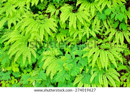 Ferns and ground cover in various shades of green growing on rock wall in Smoky Mountain N.P.