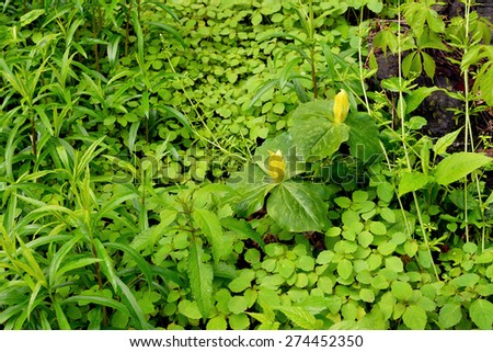 Two yellow trillium flowers about to bloom in a patch of ground cover plants.