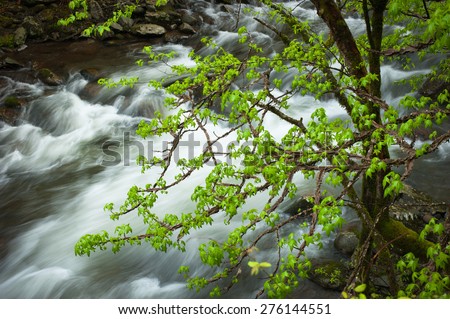 A hardwood tree with fresh spring leaves stands above a clear river in the Smokey Mountain N.P. in eastern Tennessee.