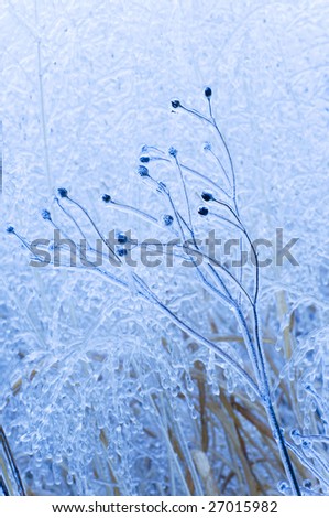 A thick coating of ice seals the stems of flowers in winter.