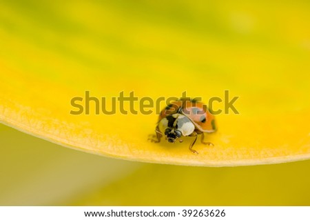 A spotted lady bug crawls along a yellow hosta leaf.