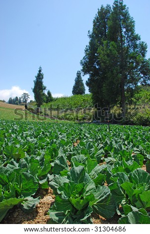cabbage farms with pine trees in the Fushoushan Farm, Taiwan