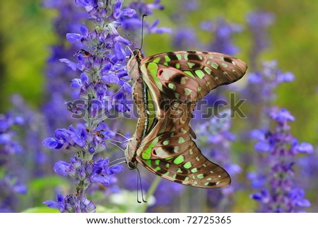 Love of butterfly with green and blue background in the park