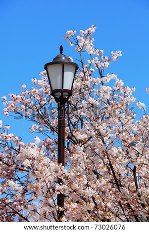 charming cherry blossoms with street light