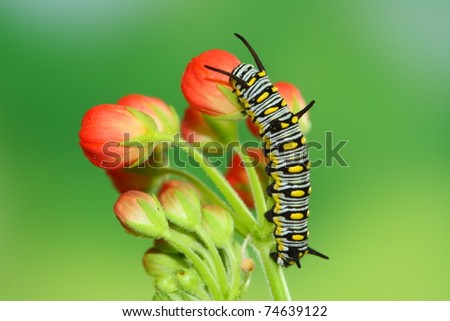 red flower and cute caterpillar