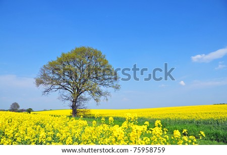 Yellow cauliflower bed with distant trees under sunshine at Wales, England