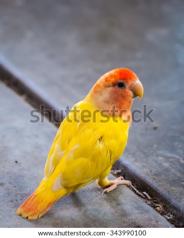 Colorful yellow parrot at floor