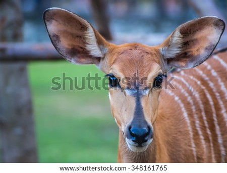 deer\'s eyes contact, selective focus,doe eyes.
