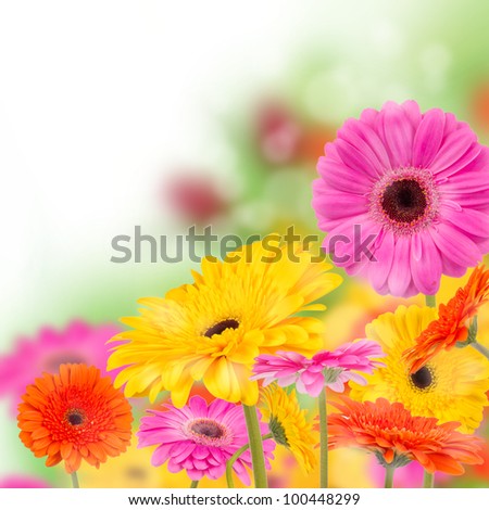 Gerber flowers