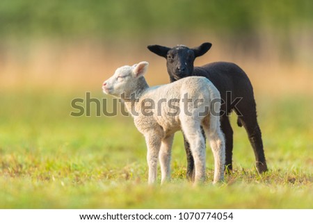 Cute different black and white young lambs on pasture, early morning in spring. Symbol of spring and newborn life. Concept of diversity
