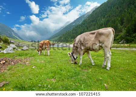 Cows herd in alpine valley