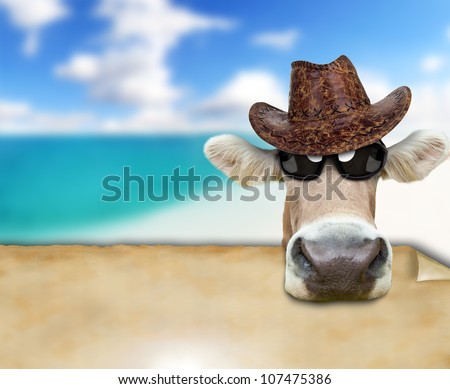 Funny cow portrait, concept of summer holidays