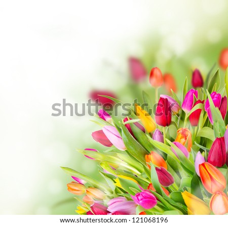 Beautiful tulips bouquet with free space for text