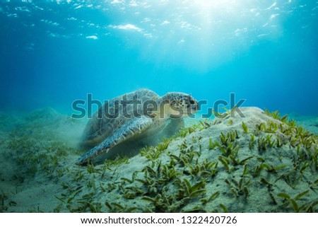 Hawksbill turtle feeding seaweed, Marsa Alam, Egypt. Marine life, underwater fauna and flora