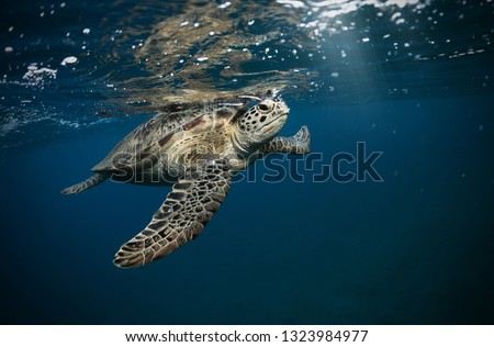 Hawksbill turtle floating in dark blue clear water. Marine life, underwater fauna and flora
