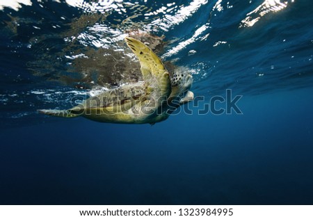 Hawksbill turtle floating in dark blue clear water. Marine life, underwater fauna and flora