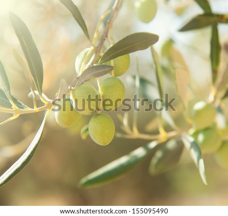 Detail of olives on olive tree