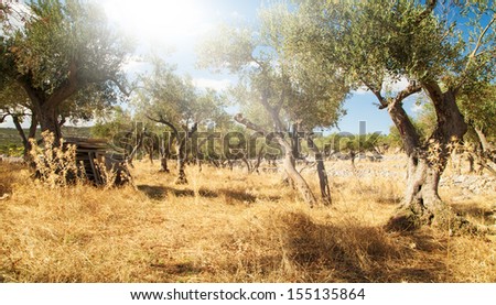 Mediterranean olive field with old olive trees